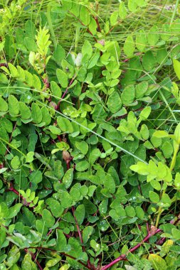 Astragalus (Astragalus glisiphyllos) vahşi doğada yetişir.
