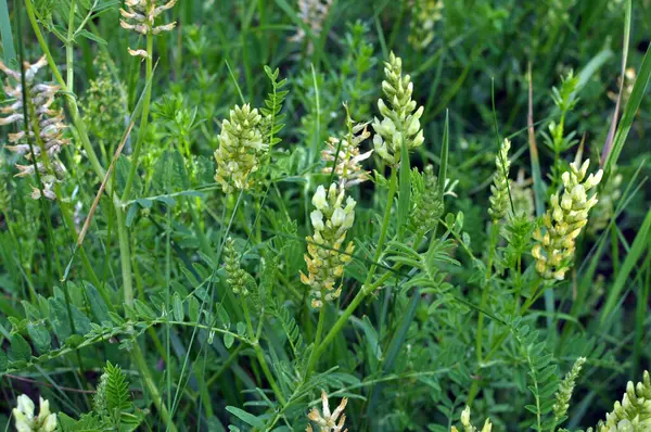 Astragalus cicer yabani otların arasında yetişir.