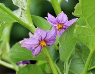 Açık arazide patlıcan çalısı açıyor.