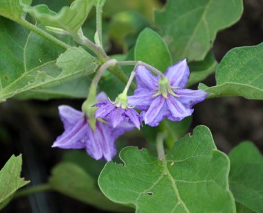 Açık arazide patlıcan çalısı açıyor.