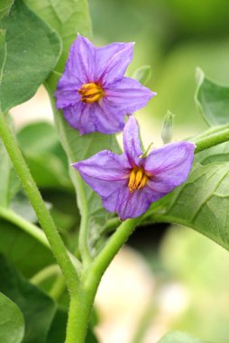 Açık arazide patlıcan çalısı açıyor.