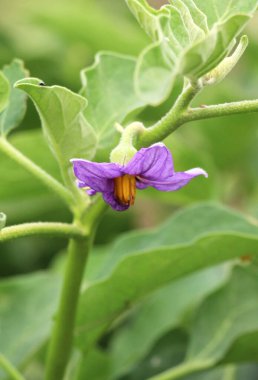 Açık arazide patlıcan çalısı açıyor.