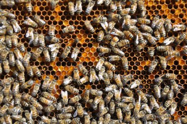 Bal arıları polenle bal peteğinde çalışır.