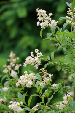 İlkbaharda, sıradan mahrem yer (ligustrum vulgare) vahşi doğada açar.