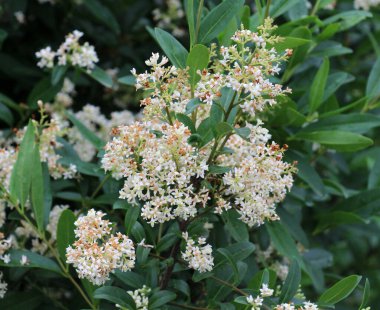 İlkbaharda, sıradan mahrem yer (ligustrum vulgare) vahşi doğada açar.
