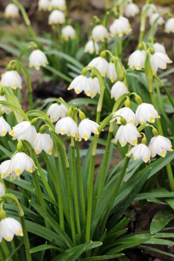 In spring, Leucojum vernum blooms in the wild clipart