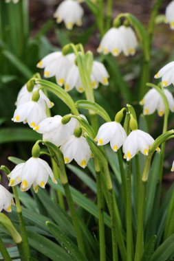 Baharda, Leucojum vernum vahşi doğada açar.