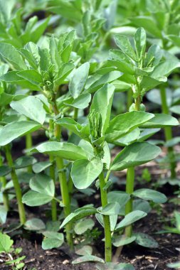 Baharda, genç At Fasulyesi (Vicia Faba) bir tarlada yetişir.