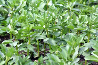 Baharda, genç At Fasulyesi (Vicia Faba) bir tarlada yetişir.
