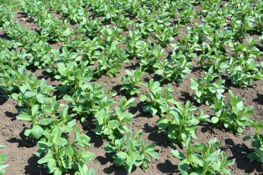 Baharda, genç At Fasulyesi (Vicia Faba) bir tarlada yetişir.