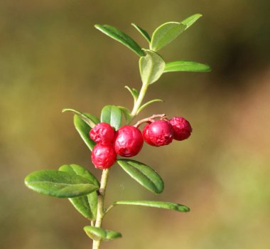 Lingonberries (Aşı vitis-idaea) doğadaki çalıların üzerinde olgunlaşır.