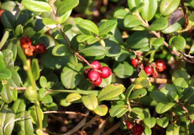 Lingonberries (Aşı vitis-idaea) doğadaki çalıların üzerinde olgunlaşır.