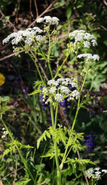 Anthriscus sylvestris grows in the wild in spring clipart