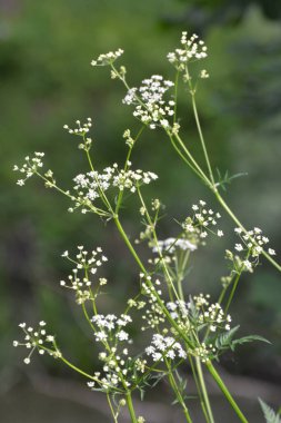 Anthriscus Sylvestris baharda vahşi doğada yetişir.