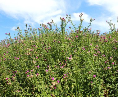 Devedikeni (Carduus crispus) doğada yetişiyor.