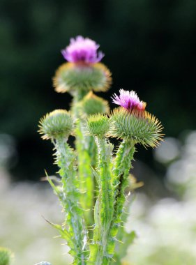 Uzun ve dikenli devedikeni (Onopordum acanthium) vahşi doğada yetişir.
