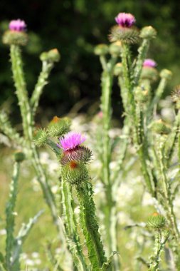 Uzun ve dikenli devedikeni (Onopordum acanthium) vahşi doğada yetişir.
