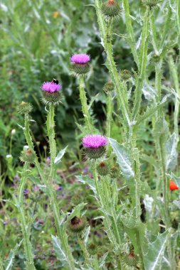 Uzun ve dikenli devedikeni (Onopordum acanthium) vahşi doğada yetişir.