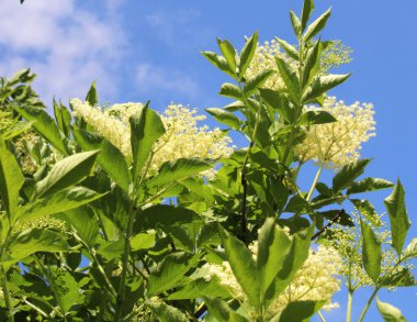 Siyah mürver (Sambucus nigra) baharda doğada çiçek açar