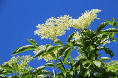 Siyah mürver (Sambucus nigra) baharda doğada çiçek açar