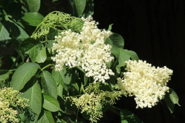 Siyah mürver (Sambucus nigra) baharda doğada çiçek açar