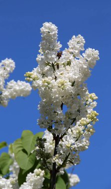 Mayıs 'ta, gardda leylak çiçek açar.