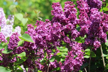 Mayıs 'ta, gardda leylak çiçek açar.