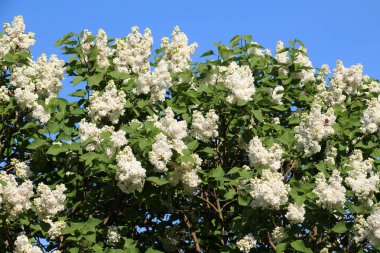 Mayıs 'ta, gardda leylak çiçek açar.