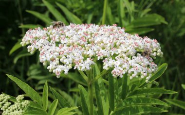 In the wild, elderberry herbaceous (Sambucus ebulus) blooms in summer clipart