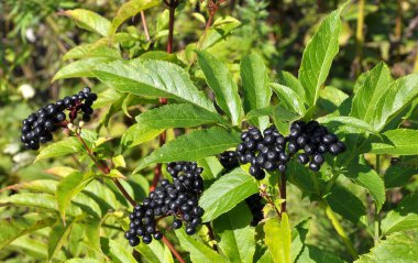 Yaban mersinlerinde olgun siyah çimenli yaşlı (Sambucus ebulus))