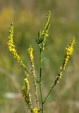 Melilot sarısı, tırtıklı melilot (Melilotus officinalis) yazın vahşi doğada açar.