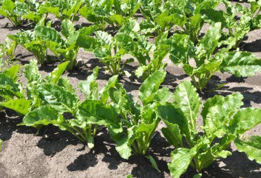 Baharda, çiftçinin tarlasında şeker pancarı büyür.