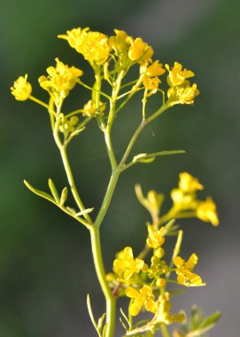 Water horseradish forest (Rorippa sylvestris) grows in the wild  clipart