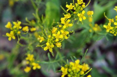 Yaban turpu ormanı (Rorippa sylvestris) vahşi doğada yetişir. 