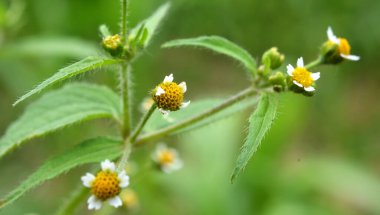 Ot türlerinden biri tarlada çiçek açar - galinsoga parviflora