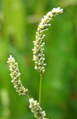 Ot Persicaria lapathifolia tarlaların arasında yetişir..