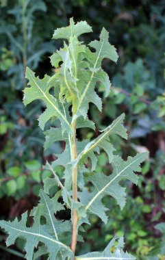 Yazın doğada yetişir Lactuca serriola