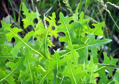 Yazın doğada yetişir Lactuca serriola