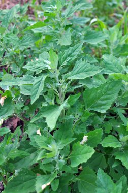 Beyaz kaz ayağı (Chenopodium albümü) vahşi doğada yetişir