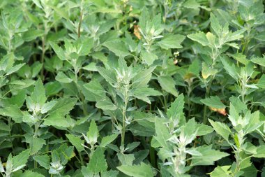 Beyaz kaz ayağı (Chenopodium albümü) vahşi doğada yetişir