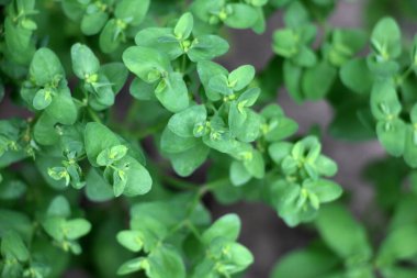 Öforbi, yabani doğada bir ot gibi yetişir.