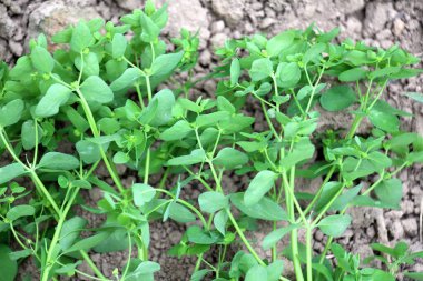 Öforbi, yabani doğada bir ot gibi yetişir.