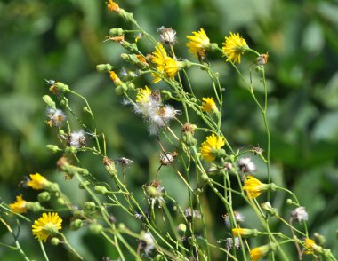 In nature, among the crops grows yellow-field thistle (Sonchus arvensis). clipart