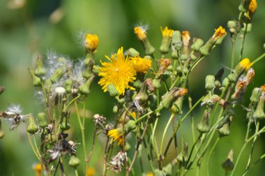 Doğada, ekinlerin arasında sarı dikenli devedikeni yetişir (Sonchus arvensis).