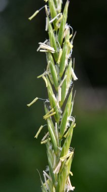 In the wild, a grass weed creeping (Elymus repens) wheatgrass grows in the fiel clipart