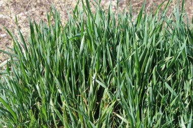 Vahşi doğada, tarlada sürünen bir ot (Elymus tövbe eder) buğday çimi yetişir.