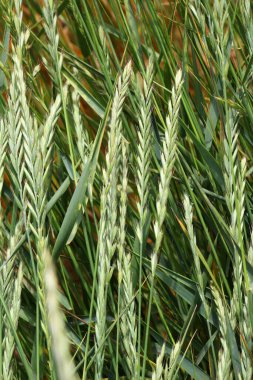 Vahşi doğada, tarlada sürünen bir ot (Elymus tövbe eder) buğday çimi yetişir.