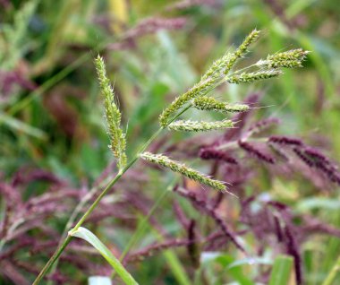 In the field, as weeds among the agricultural crops grow Echinochloa crus-galli clipart