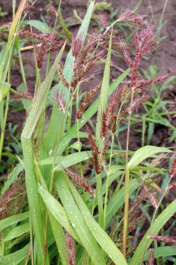 Tarlada, tarımsal ekinler arasındaki yabani otlar büyüdükçe Echinochloa crus-galli