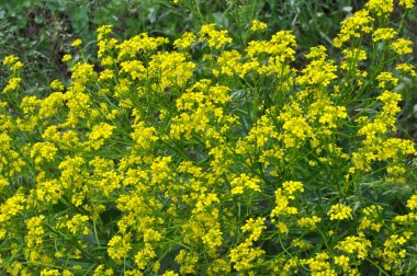 Like weeds, bunias orientalis grows in the wild clipart